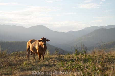 agricultural;agriculture;Australasian;Australia;Australian;Bull;Bulls;Cairns;cattle;country;countryside;cow;cows;farm;farming;farmland;farms;field;fields;Goldsborough-Valley;livestock;meadow;meadows;North-Queensland;paddock;paddocks;pasture;pastures;Qld;Queensland;rural;stock;Tropical-North-Queensland