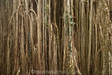 Atherton-Tableland;Atherton-Tablelands;australasia;Australasian;Australia;australian;bark;bush;Curtain-Fig-Forest-Reserve;Curtain-Fig-Tree;environment;Fig-Tree;Fig-Trees;foliage;forest;forests;lumber;natural;nature;North-Queensland;old;parasite;parasitic;plant;Qld;Queensland;rain-forest;rain-forests;rain_forest;rain_forests;rainforest;rainforests;root;roots;strangler-fig;strangler-fig-tree;strangler-fig-trees;strangler-figs;tree;tree-trunk;tree-trunks;trees;tropical;tropical-rainforest;tropical-rainforests;tropical-vegetation;trunk;trunks;vegetation;wilderness;wood;woods;Yungaburra