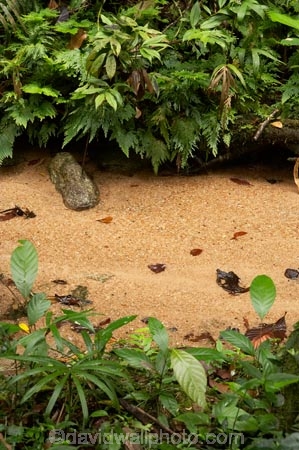 Australasian;Australia;Australian;Bartle-Frere;brook;brooks;creek;creeks;flow;forest;forestry;forests;green;lush;native-bush;North-Queensland;Qld;Queensland;rain-forest;rain-forests;rain_forest;rain_forests;rainforest;rainforests;stream;streams;tropical-rainforest;tropical-rainforests;water;watercourse;wet;Wooroonooran-N.P.;Wooroonooran-National-Park