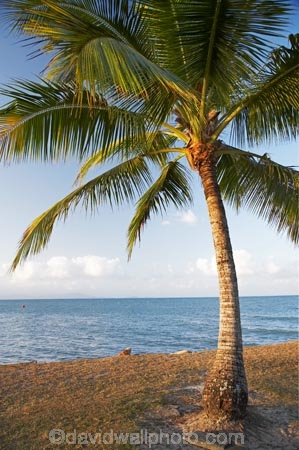 Australasian;Australia;Australian;coast;coastal;coastline;coastlines;coasts;Coral-Sea;Island-Point;North-Queensland;ocean;palm;palm-tree;palm-trees;palms;Port-Douglas;Pt-Douglas;Pt.-Douglas;Qld;Queensland;sea;shore;shoreline;shorelines;shores;Tropcial-North-Queensland;trunk;trunks;water