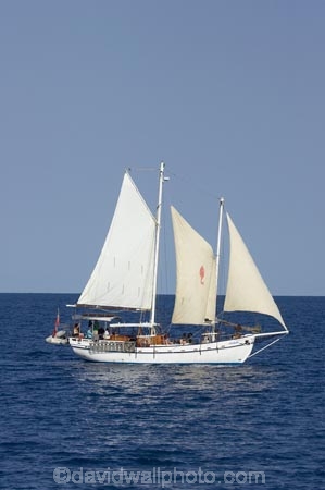 Australasian;Australia;Australian;blue;boat;boats;Coral-Sea;main-sail;Malaita;mast;masts;North-Queensland;ocean;Port-Douglas;Qld;Queensland;sail;sails;sea;sky;spinnaker;Tropcial-North-Queensland;water;white;yacht;yachts