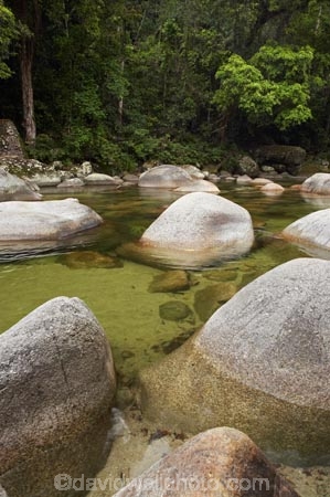 Australasian;Australia;Australian;beautiful;beauty;boulder;boulders;brook;brooks;bush;creek;creeks;Daintree-N.P.;Daintree-National-Park;Daintree-NP;endemic;flora;flow;forest;forestry;forests;green;lush;Mossman-Gorge;Mossman-Gully;Mossman-River;native;native-bush;natural;nature;North-Queensland;outdoor;outdoors;Qld;Queensland;rain-forest;rain-forests;rain_forest;rain_forests;rainforest;rainforests;rock;rocks;scene;scenic;stone;stones;stream;streams;tree;trees;Tropcial-North-Queensland;tropical-rainforest;tropical-rainforests;tropical-vegetation;water;watercourse;wet;wood;woods