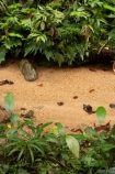 Australasian;Australia;Australian;Bartle-Frere;brook;brooks;creek;creeks;flow;forest;forestry;forests;green;lush;native-bush;North-Queensland;Qld;Queensland;rain-forest;rain-forests;rain_forest;rain_forests;rainforest;rainforests;stream;streams;tropical-rainforest;tropical-rainforests;water;watercourse;wet;Wooroonooran-N.P.;Wooroonooran-National-Park