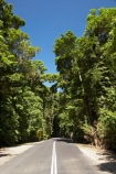 Australasian;Australia;Australian;beautiful;beauty;bush;centre-line;centre-lines;centre_line;centre_lines;centreline;centrelines;Daintree-Forest;Daintree-N.P.;Daintree-National-Park;Daintree-NP;Daintree-Rainforest;driving;endemic;forest;forests;green;highway;highways;native;native-bush;natural;nature;North-Queensland;open-road;open-roads;Qld;Queensland;rain-forest;rain-forests;rain_forest;rain_forests;rainforest;rainforests;road;road-trip;roads;scene;scenic;transport;transportation;travel;traveling;travelling;tree;trees;trip;Tropcial-North-Queensland;tropical;tropical-rainforest;tropical-rainforests;tropical-vegetation;UNESCO-World-Heritage-Site;Wiorld-Heritage-Site;wood;woods;World-Heritage-Area;World-Heritage-Park;World-Heritage-Site