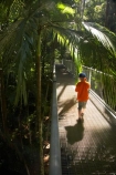 Aerial-Walkway;Australasian;Australia;Australian;beautiful;beauty;boardwalk;boy;boys;bush;Canopy-Walkway;child;children;Daintree-Discovery-Centre;Daintree-Forest;Daintree-N.P.;Daintree-National-Park;Daintree-NP;Daintree-Rainforest;endemic;forest;forests;green;holiday;holidaying;holidays;native;native-bush;natural;nature;North-Queensland;palm;palm-tree;palm-trees;palms;Qld;queensland;rain-forest;rain-forests;rain_forest;rain_forests;rainforest;rainforest-canopy;rainforests;scene;scenic;tourism;tourist;tourists;travel;traveler;traveling;traveller;travelling;tree;trees;Tropcial-North-Queensland;tropical;tropical-rainforest;tropical-rainforests;tropical-vegetation;UNESCO-World-Heritage-Site;vacation;vacationers;vacationing;vacations;walkway;Wiorld-Heritage-Site;wood;woods;World-Heritage-Area;World-Heritage-Park;world-heritage-site