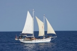 Australasian;Australia;Australian;blue;boat;boats;Coral-Sea;main-sail;Malaita;mast;masts;North-Queensland;ocean;Port-Douglas;Qld;Queensland;sail;sails;sea;sky;spinnaker;Tropcial-North-Queensland;water;white;yacht;yachts