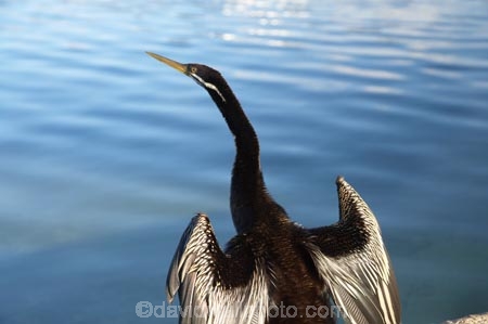 A.C.T.;ACT;Anhinga-melanogaster;Animal;animals;Australia;Australian-Capital-Territory;Avian;Beak;Bird;bird-watching;bird_watching;birds;calm;Canberra;capital;capitals;Darter;Fauna;Feather;lake;Lake-BG;Lake-Burley-Griffin;lakes;Natural;Nature;Ornithology;placid;quiet;reflection;reflections;serene;smooth;still;tranquil;water;wild;Wildlife;Wing