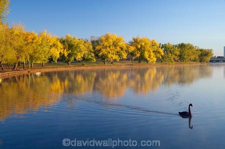A.C.T.;ACT;Australia;Australian-Capital-Territory;autuminal;autumn;autumn-colour;autumn-colours;autumnal;Barton;bird;birds;Bowen-Park;calm;Canberra;capital;capitals;color;colors;colour;colours;deciduous;East-Basin;fall;lake;Lake-BG;Lake-Burley-Griffin;lakes;leaf;leaves;park;parks;placid;quiet;reflection;reflections;season;seasonal;seasons;serene;smooth;still;swan;swans;tranquil;tree;trees;water