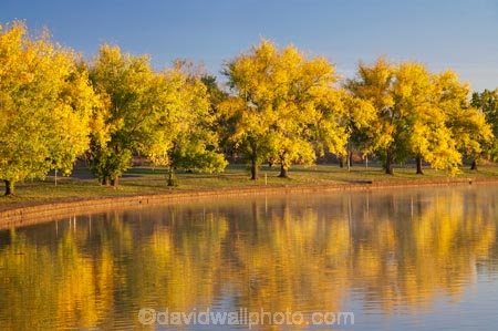 A.C.T.;ACT;Australia;Australian-Capital-Territory;autuminal;autumn;autumn-colour;autumn-colours;autumnal;Barton;Bowen-Park;calm;Canberra;capital;capitals;color;colors;colour;colours;deciduous;East-Basin;fall;lake;Lake-BG;Lake-Burley-Griffin;lakes;leaf;leaves;park;parks;placid;quiet;reflection;reflections;season;seasonal;seasons;serene;smooth;still;tranquil;tree;trees;water