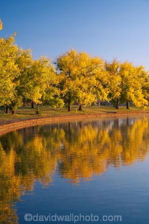 A.C.T.;ACT;Australia;Australian-Capital-Territory;autuminal;autumn;autumn-colour;autumn-colours;autumnal;Barton;Bowen-Park;calm;Canberra;capital;capitals;color;colors;colour;colours;deciduous;East-Basin;fall;lake;Lake-BG;Lake-Burley-Griffin;lakes;leaf;leaves;park;parks;placid;quiet;reflection;reflections;season;seasonal;seasons;serene;smooth;still;tranquil;tree;trees;water