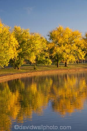 A.C.T.;ACT;Australia;Australian-Capital-Territory;autuminal;autumn;autumn-colour;autumn-colours;autumnal;Barton;Bowen-Park;calm;Canberra;capital;capitals;color;colors;colour;colours;deciduous;East-Basin;fall;lake;Lake-BG;Lake-Burley-Griffin;lakes;leaf;leaves;park;parks;placid;quiet;reflection;reflections;season;seasonal;seasons;serene;smooth;still;tranquil;tree;trees;water