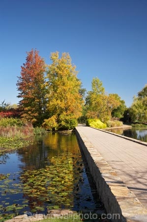 A.C.T.;ACT;Australia;Australian-Capital-Territory;autuminal;autumn;autumn-colour;autumn-colours;autumnal;bridge;bridges;calm;Canberra;capital;capitals;color;colors;colour;colours;Commonwealth-Park;deciduous;fall;foot-bridge;foot-bridges;footbridge;footbridges;leaf;leaves;Nerang-Pool;park;parks;pedestrian-bridge;pedestrian-bridges;placid;pond;ponds;quiet;reflection;reflections;season;seasonal;seasons;serene;smooth;still;Swamp-Cypress;Taxodium-distichum;tranquil;tree;trees;water