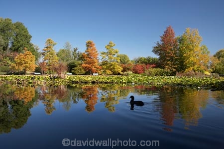 A.C.T.;ACT;Australia;Australian-Capital-Territory;autuminal;autumn;autumn-colour;autumn-colours;autumnal;calm;Canberra;capital;capitals;color;colors;colour;colours;Commonwealth-Park;deciduous;fall;leaf;leaves;Nerang-Pool;park;parks;placid;pond;ponds;quiet;reflection;reflections;season;seasonal;seasons;serene;smooth;still;Swamp-Cypress;Taxodium-distichum;tranquil;tree;trees;water