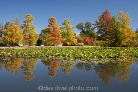 A.C.T.;ACT;Australia;Australian-Capital-Territory;autuminal;autumn;autumn-colour;autumn-colours;autumnal;calm;Canberra;capital;capitals;color;colors;colour;colours;Commonwealth-Park;deciduous;fall;leaf;leaves;Nerang-Pool;park;parks;placid;pond;ponds;quiet;reflection;reflections;season;seasonal;seasons;serene;smooth;still;Swamp-Cypress;Taxodium-distichum;tranquil;tree;trees;water
