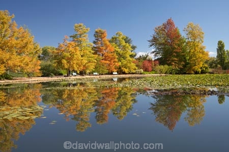 A.C.T.;ACT;Australia;Australian-Capital-Territory;autuminal;autumn;autumn-colour;autumn-colours;autumnal;calm;Canberra;capital;capitals;color;colors;colour;colours;Commonwealth-Park;deciduous;fall;leaf;leaves;Nerang-Pool;park;parks;placid;pond;ponds;quiet;reflection;reflections;season;seasonal;seasons;serene;smooth;still;Swamp-Cypress;Taxodium-distichum;tranquil;tree;trees;water