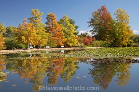 A.C.T.;ACT;Australia;Australian-Capital-Territory;autuminal;autumn;autumn-colour;autumn-colours;autumnal;calm;Canberra;capital;capitals;color;colors;colour;colours;Commonwealth-Park;deciduous;fall;leaf;leaves;Nerang-Pool;park;park-bench;park-benches;parks;placid;pond;ponds;quiet;reflection;reflections;season;seasonal;seasons;serene;smooth;still;Swamp-Cypress;Taxodium-distichum;tranquil;tree;trees;water