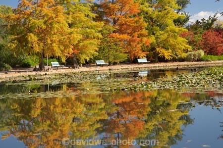 A.C.T.;ACT;Australia;Australian-Capital-Territory;autuminal;autumn;autumn-colour;autumn-colours;autumnal;calm;Canberra;capital;capitals;color;colors;colour;colours;Commonwealth-Park;deciduous;fall;leaf;leaves;Nerang-Pool;park;park-bench;park-benches;parks;placid;pond;ponds;quiet;reflection;reflections;season;seasonal;seasons;serene;smooth;still;Swamp-Cypress;Taxodium-distichum;tranquil;tree;trees;water