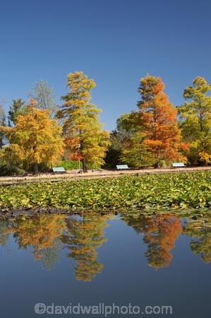 A.C.T.;ACT;Australia;Australian-Capital-Territory;autuminal;autumn;autumn-colour;autumn-colours;autumnal;calm;Canberra;capital;capitals;color;colors;colour;colours;Commonwealth-Park;deciduous;fall;leaf;leaves;Nerang-Pool;park;park-bench;park-benches;parks;placid;pond;ponds;quiet;reflection;reflections;season;seasonal;seasons;serene;smooth;still;Swamp-Cypress;Taxodium-distichum;tranquil;tree;trees;water