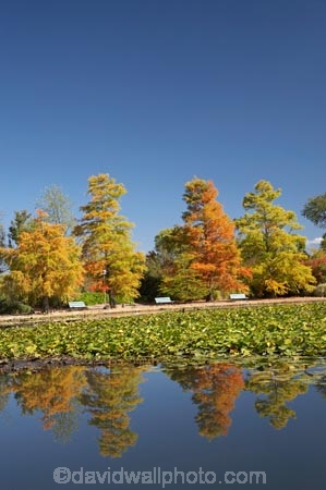 A.C.T.;ACT;Australia;Australian-Capital-Territory;autuminal;autumn;autumn-colour;autumn-colours;autumnal;calm;Canberra;capital;capitals;color;colors;colour;colours;Commonwealth-Park;deciduous;fall;leaf;leaves;Nerang-Pool;park;park-bench;park-benches;parks;placid;pond;ponds;quiet;reflection;reflections;season;seasonal;seasons;serene;smooth;still;Swamp-Cypress;Taxodium-distichum;tranquil;tree;trees;water