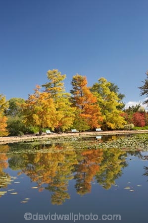 A.C.T.;ACT;Australia;Australian-Capital-Territory;autuminal;autumn;autumn-colour;autumn-colours;autumnal;calm;Canberra;capital;capitals;color;colors;colour;colours;Commonwealth-Park;deciduous;fall;leaf;leaves;Nerang-Pool;park;parks;placid;pond;ponds;quiet;reflection;reflections;season;seasonal;seasons;serene;smooth;still;Swamp-Cypress;Taxodium-distichum;tranquil;tree;trees;water