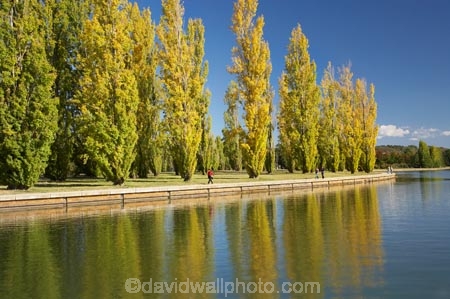 A.C.T.;ACT;Australia;Australian-Capital-Territory;autuminal;autumn;autumn-colour;autumn-colours;autumnal;calm;Canberra;capital;capitals;color;colors;colour;colours;deciduous;fall;lake;Lake-BG;Lake-Burley-Griffin;lakes;leaf;leaves;Lennox-Gardens;park;parks;placid;poplar;poplar-tree;poplar-trees;poplars;quiet;reflection;reflections;season;seasonal;seasons;serene;smooth;still;tranquil;tree;trees;water;West-Lake