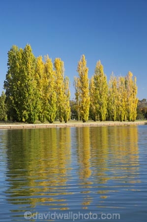 A.C.T.;ACT;Australia;Australian-Capital-Territory;autuminal;autumn;autumn-colour;autumn-colours;autumnal;calm;Canberra;capital;capitals;color;colors;colour;colours;deciduous;fall;lake;Lake-BG;Lake-Burley-Griffin;lakes;leaf;leaves;Lennox-Gardens;park;parks;placid;poplar;poplar-tree;poplar-trees;poplars;quiet;reflection;reflections;season;seasonal;seasons;serene;smooth;still;tranquil;tree;trees;water;West-Lake