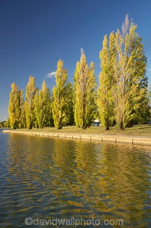 A.C.T.;ACT;Australia;Australian-Capital-Territory;autuminal;autumn;autumn-colour;autumn-colours;autumnal;calm;Canberra;capital;capitals;color;colors;colour;colours;deciduous;fall;lake;Lake-BG;Lake-Burley-Griffin;lakes;leaf;leaves;Lennox-Gardens;park;parks;placid;poplar;poplar-tree;poplar-trees;poplars;quiet;reflection;reflections;season;seasonal;seasons;serene;smooth;still;tranquil;tree;trees;water;West-Lake