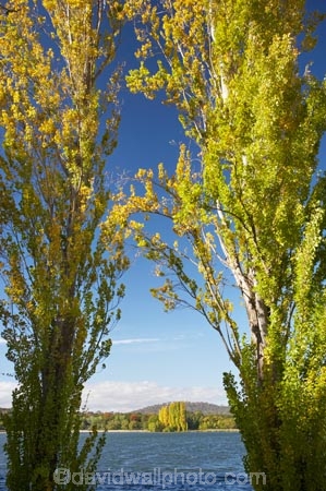 A.C.T.;ACT;Australia;Australian-Capital-Territory;autuminal;autumn;autumn-colour;autumn-colours;autumnal;Canberra;capital;capitals;color;colors;colour;colours;deciduous;fall;lake;Lake-BG;Lake-Burley-Griffin;lakes;leaf;leaves;poplar;poplar-tree;poplar-trees;poplars;season;seasonal;seasons;tree;trees;water;West-Lake