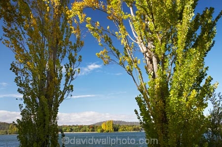 A.C.T.;ACT;Australia;Australian-Capital-Territory;autuminal;autumn;autumn-colour;autumn-colours;autumnal;Canberra;capital;capitals;color;colors;colour;colours;deciduous;fall;lake;Lake-BG;Lake-Burley-Griffin;lakes;leaf;leaves;poplar;poplar-tree;poplar-trees;poplars;season;seasonal;seasons;tree;trees;water;West-Lake