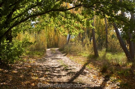 A.C.T.;ACT;Australia;Australian-Capital-Territory;autuminal;autumn;autumn-colour;autumn-colours;autumnal;Canberra;capital;capitals;color;colors;colour;colours;deciduous;fall;leaf;leaves;season;seasonal;seasons;track;tracks;tree;trees