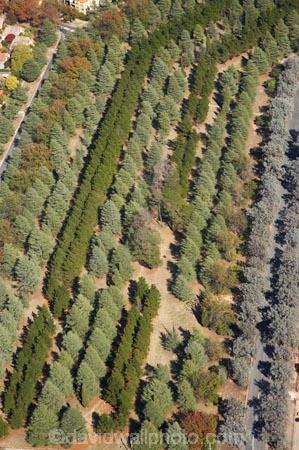 A.C.T.;ACT;aerial;aerial-photo;aerial-photograph;aerial-photographs;aerial-photography;aerial-photos;aerial-view;aerial-views;aerials;Australia;Australian-Capital-Territory;Braddon;Canberra;conifer;conifers;Haig-Park;tree;trees;Turner
