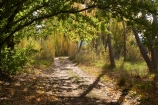 A.C.T.;ACT;Australia;Australian-Capital-Territory;autuminal;autumn;autumn-colour;autumn-colours;autumnal;Canberra;capital;capitals;color;colors;colour;colours;deciduous;fall;leaf;leaves;season;seasonal;seasons;track;tracks;tree;trees