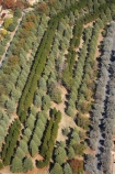 A.C.T.;ACT;aerial;aerial-photo;aerial-photograph;aerial-photographs;aerial-photography;aerial-photos;aerial-view;aerial-views;aerials;Australia;Australian-Capital-Territory;Braddon;Canberra;conifer;conifers;Haig-Park;tree;trees;Turner
