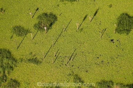 aerial;aerial-image;aerial-images;aerial-photo;aerial-photograph;aerial-photographs;aerial-photography;aerial-photos;aerial-view;aerial-views;aerials;Australasian;Australia;Australian;crocodile-farm;crocodile-farms;Darwin;Darwin-Crocodile-Farm;Green-pond;N.T.;Northern-Territory;NT;Porosus;Top-End