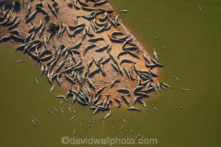aerial;aerial-image;aerial-images;aerial-photo;aerial-photograph;aerial-photographs;aerial-photography;aerial-photos;aerial-view;aerial-views;aerials;Australasian;Australia;Australian;croc;crocodile-farm;crocodile-farms;Crocodylus-Porosus;crocs;danger;dangerous;Darwin;Darwin-Crocodile-Farm;N.T.;Northern-Territory;NT;Porosus;reptile;reptiles;saltwater-crocodile;saltwater-crocodiles;salty;Top-End