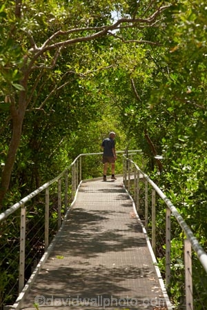 Australasian;Australia;Australian;boardwalk;boardwalks;Darwin;East-Point-Recreation-Reserve;East-Point-Reserve;male;man;mangrove;Mangrove-Boardwalk;mangroves;N.T.;Northern-Territory;NT;people;person;Top-End