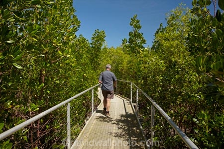 Australasian;Australia;Australian;boardwalk;boardwalks;Darwin;East-Point-Recreation-Reserve;East-Point-Reserve;male;man;mangrove;Mangrove-Boardwalk;mangroves;N.T.;Northern-Territory;NT;people;person;Top-End