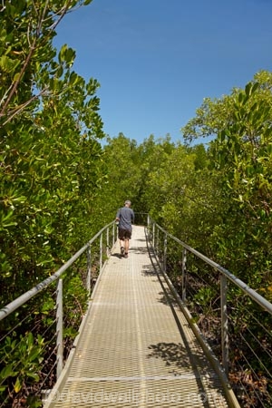 Australasian;Australia;Australian;boardwalk;boardwalks;Darwin;East-Point-Recreation-Reserve;East-Point-Reserve;male;man;mangrove;Mangrove-Boardwalk;mangroves;N.T.;Northern-Territory;NT;people;person;Top-End