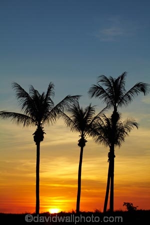 Australasian;Australia;Australian;Darwin;dusk;evening;Mindil-Beach;N.T.;nightfall;Northern-Territory;NT;orange;palm-tree;palm-trees;sky;sunset;sunsets;Top-End;twilight