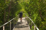 Australasian;Australia;Australian;boardwalk;boardwalks;Darwin;East-Point-Recreation-Reserve;East-Point-Reserve;male;man;mangrove;Mangrove-Boardwalk;mangroves;N.T.;Northern-Territory;NT;people;person;Top-End