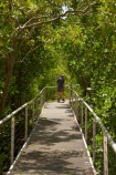 Australasian;Australia;Australian;boardwalk;boardwalks;Darwin;East-Point-Recreation-Reserve;East-Point-Reserve;male;man;mangrove;Mangrove-Boardwalk;mangroves;N.T.;Northern-Territory;NT;people;person;Top-End