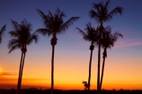 Australasian;Australia;Australian;Darwin;dusk;evening;Mindil-Beach;N.T.;nightfall;Northern-Territory;NT;orange;palm-tree;palm-trees;sky;sunset;sunsets;Top-End;twilight