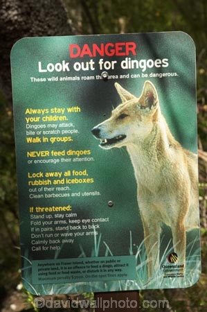 australasia;Australia;australian;Dingo;dingoes;Fraser-Island;great-sandy-n.p.;great-sandy-national-park;great-sandy-np;islands;queensland;signs;UN-world-heritage-site;united-nations-world-heritage-s;Warning-Sign;warnings;world-heritage;World-Heritage-site