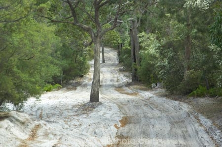 australasia;Australia;australian;bush;forest;forests;Fraser-Island;great-sandy-n.p.;great-sandy-national-park;great-sandy-np;islands;native-bush;queensland;rainforest;road;roads;sand;sandy;track;tracks;tree;trees;UN-world-heritage-site;united-nations-world-heritage-s;vegetation;world-heritage;World-Heritage-site