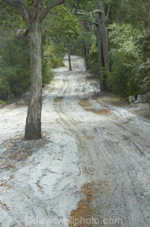 australasia;Australia;australian;bush;forest;forests;Fraser-Island;great-sandy-n.p.;great-sandy-national-park;great-sandy-np;islands;native-bush;queensland;rainforest;road;roads;sand;sandy;track;tracks;tree;trees;UN-world-heritage-site;united-nations-world-heritage-s;vegetation;world-heritage;World-Heritage-site