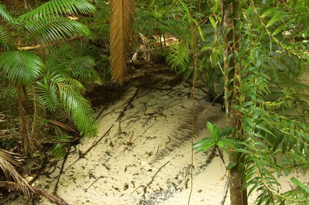 australasia;Australia;australian;brook;brooks;bush;central-station;clean;clear;clear-water;creek;creeks;fern;ferns;forest;forests;Fraser-Island;great-sandy-n.p.;great-sandy-national-park;great-sandy-np;islands;native-bush;natural;palm;palms;pristine;queensland;rainforest;sand;sandy;stream;streams;tree;trees;UN-world-heritage-site;united-nations-world-heritage-s;vegetation;wanggoolba;wangoolba;water;white-sand;white-sands;world-heritage;World-Heritage-site
