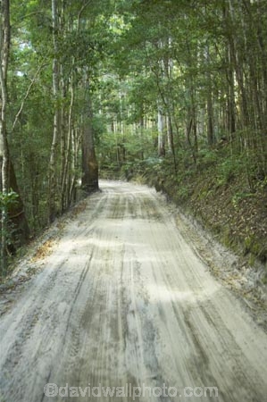 australasia;Australia;australian;bush;forest;forests;Fraser-Island;great-sandy-n.p.;great-sandy-national-park;great-sandy-np;islands;native-bush;queensland;rainforest;road;roads;sand;sandy;track;tracks;tree;trees;UN-world-heritage-site;united-nations-world-heritage-s;vegetation;world-heritage;World-Heritage-site