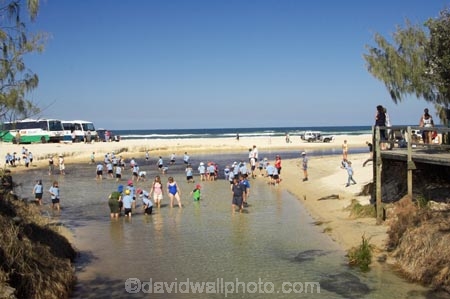 4wd;4wds;4wds;4x4;4x4s;4x4s;australasia;Australia;australian;beach;beaches;brook;brooks;children;coast;coastal;coastline;coastlines;creek;creeks;eli-creek;four-by-four;four-by-fours;four-wheel-drive;four-wheel-drives;Fraser-Island;fresh-water;freshwater;golden-sand;great-sandy-n.p.;great-sandy-national-park;great-sandy-np;islands;paddle;paddling;people;queensland;sand;sandy;seventy-five-mile-beach;shore;shoreline;shorelines;stream;streams;UN-world-heritage-site;united-nations-world-heritage-s;world-heritage;World-Heritage-site;yellow-sand