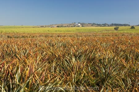 agricultural;agriculture;australasia;Australia;australian;cash-crop;cash-crops;crop;crops;farm;farming;farmland;farms;field;fields;fruit;fruits;hervey-bay;horticulture;meadow;meadows;paddock;paddocks;pasture;pastures;pattern;patterns;pinapples;pine_apple;pine_apples;pineapple;Queensland;rural;sugar-cane;sugar_cane;sugarcane;tropical;tropical-fruit