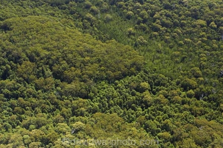 aerial;aerials;australasia;Australia;australian;bush;forest;forests;Fraser-Island;great-sandy-n.p.;great-sandy-national-park;great-sandy-np;islands;native-bush;queensland;rainforest;UN-world-heritage-site;united-nations-world-heritage-s;vegetation;world-heritage;World-Heritage-site